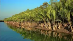 সুন্দরবন
