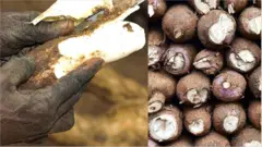 కర్ర పెండలం Cassava