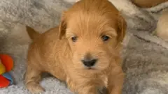 puppy pet coronavirus lockdown