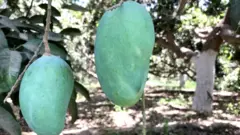 آم، کورونا