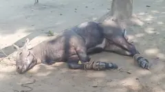 ঠাকুরগাঁওয়ে স্থানীয়দের হাতে আটক হওয়া নীলগাই