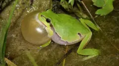 தவளை