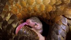 Панголіни