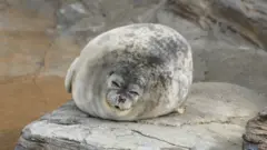 Uspavana foka