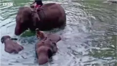 ఏనుగు