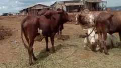Les prix du kilogramme de viande de boeuf ont grimpé à Yaoudé la capitale du Cameroun à cause d'une grève des transporteurs