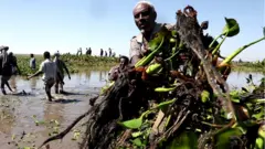 ሓረስቶት 'እንቦጭ' እናመሓዉ