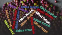 Bunaa fi maqaalee kabajaa Jimmaa