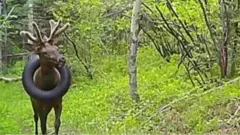 Cervo com pneu no pescoço em área verde do Colorado, nos EUA