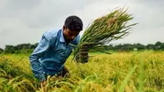 কম সময়ে বেশি ফলনে গুরুত্ব দিচ্ছেন গবেষকরা