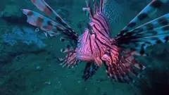 लॉयनफिश