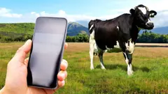 ન્યૂઝીલૅન્ડ