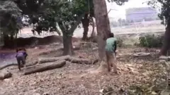 ঢাকার সোহরাওয়ার্দী উদ্যানে গাছ কেটে ‘সৌন্দর্য বৃদ্ধি’র কাজ চলছে। বেশ কিছু বড় ও পুরনো গাছ কাটা হয়েছে এর মধ্যেই।