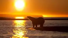 Rose Sjölander/Greenpeace