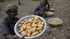 बांग्लादेशका आलु किसान