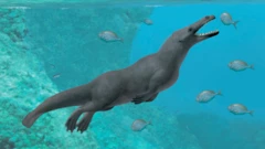 Ilustración de Peregocetus pacificus