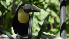 Tukan