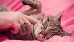 paka