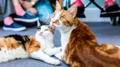 коти