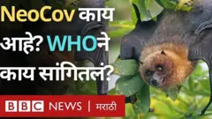 कालपासून चर्चा सुरू असलेला NeoCov व्हायरस काय आहे? वुहानच्या शास्त्रज्ञांनी याबद्दलचा काय इशारा दिलाय?