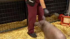 ገርትሩድ የተሰኘችው አሳማ