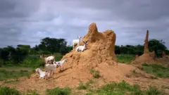 ኣጣል ኣብ ኩምሪ ፍልሖ