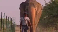 ఏనుగు