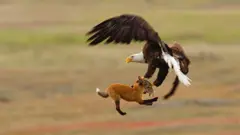 Eagle grabs prey