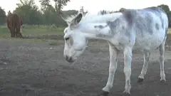 ਜ਼ੂਮ ਮੀਟਿੰਗ ‘ਚ ਇਹ ਗਧਾ ਕਿਵੇਂ ਆਇਆ?