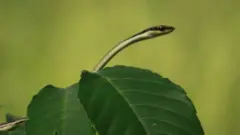 সুতা সাপ বা বাদামী গেছো সাপ