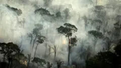 காடழிப்பு