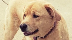 Cleo, a four-year-old labrador who went missing in Kansas
