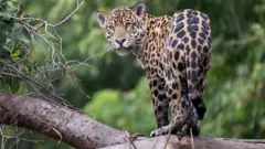 Jaguar