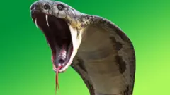 cobra