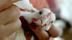 बर्ड फ्लू, महाराष्ट्र