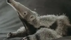 Mravojedi