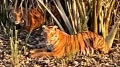 sundarban tiger