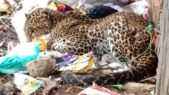 Macan Tutul