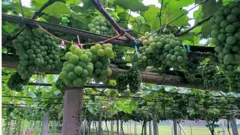 আব্দুর রশিদের বাগানে থোকায় থোকায় আঙ্গুর।