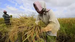 அறுவடை நடக்கும் ஒரு நெல் வயல்.