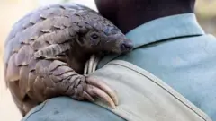 Панголины