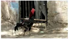 हिरासत में मुर्ग़ा