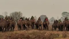 गैँडा गणना