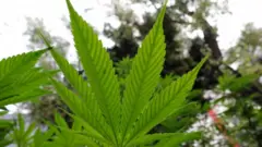 بھنگ