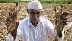 शेतकरी भगवान खरात यांच्या शेतातील मका अजूनही पाण्यात आहे.