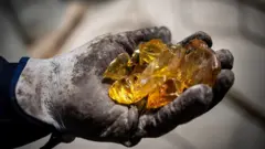 صنوبر کی گوند