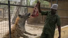 Mallam Abba Gandu with Hyena
