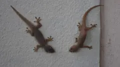బల్లి