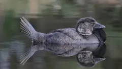 качур