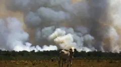 Gado em area desmatada